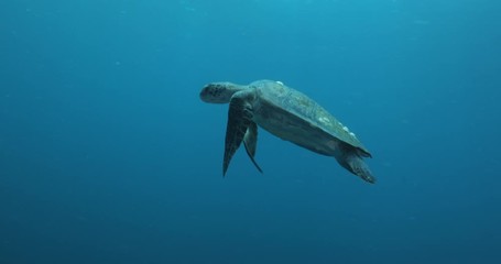 Green Turtle, (Chelonia mydas) swimming on the reefs of the Sea of Cortez, Baja California Sur, Mexico.