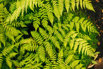 Botanischer Garten und Tropenhäuser in Hamburg