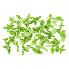 Sweet Genovese basil leaves background arrangement isolated on white. Top view.