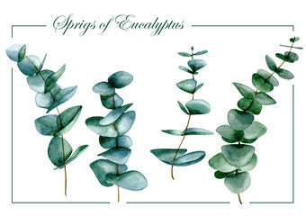 Eucalyptus sprigs set of watercolor illustrations isolated on white background.
