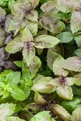 Basil herb leaves background close up.