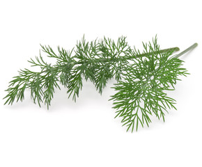 Close up shot of branch of fresh green dill herb leaves isolated on white background