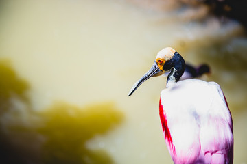 kingfisher over a small pond