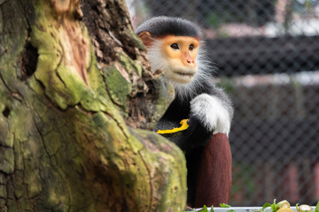 Red-shanked douc
