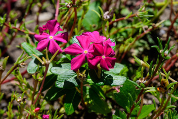 Magenta west indian periwinkle flowers in a sunny summer garden