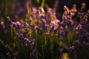 Lavender field in the sunset in Crimea