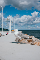 Seagull perched on a pier