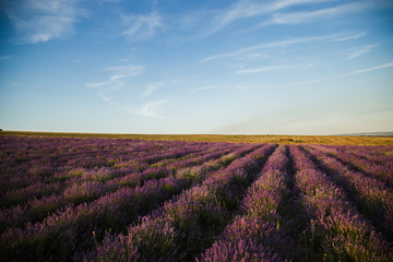 Fototapeta na wymiar Lavender Field In Crimea
