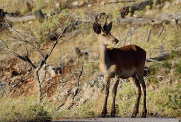 Beautiful fawn red deer standing at a rural road.