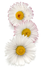 Beautiful daisy flowers isolated on white background cutout