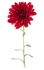 Red chrysanthemum flower isolated on white background