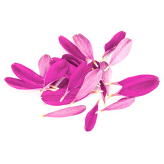 Lilac chrysanthemum flower petals isolated on white background
