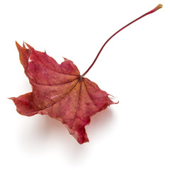 colorful autumn maple leaf isolated on white