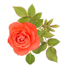 one orange rose flower with leaves isolated on white background cutout