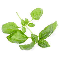 sweet basil herb leaves isolated on white background. Genovese basil leaf.