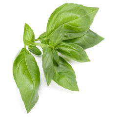 sweet basil herb leaves isolated on white background. Genovese basil leaf.