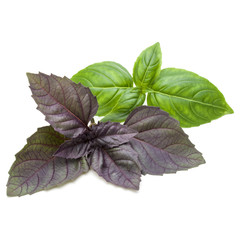 Close up studio shot of fresh green and red basil herb leaves mix isolated on white background. Sweet Genovese basil and Purple Dark Opal Basil.