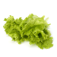 Salad lettuce