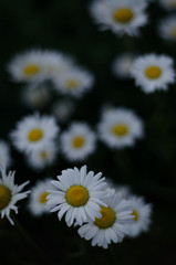A lot of beautiful camomile flowers. Flowers background texture. Nature background.