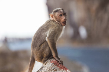 Japanese Macaque monkey in hot springs, Jordanian, Japan