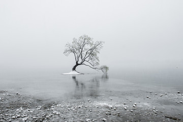 Bare tree on body of water