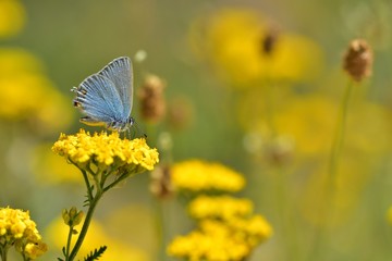 Satyrium myrtale 604