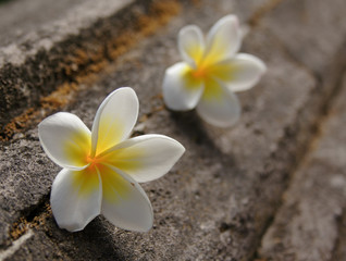 Fototapeta na wymiar Two frangipani flowers, low angle, shallow depth