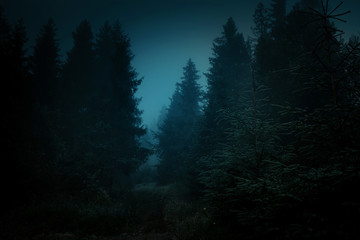Fairytale landscape. Mysterious light in the night among tree trunks at the night spooky forest.