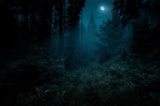 Night Forest Moon Images – Browse 147,494 Stock Photos, Vectors, and Video  | Adobe Stock