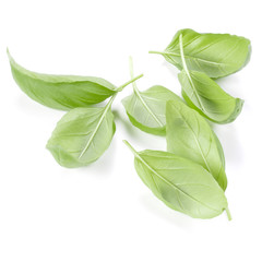 sweet basil herb leaves isolated on white background. Genovese basil leaf.