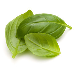 Sweet basil herb leaves isolated on white background closeup