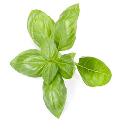 sweet basil herb leaves isolated on white background. Genovese basil leaf.