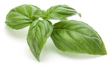Close up studio shot of fresh green basil herb leaves isolated on white background. Sweet Genovese basil.