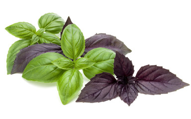 Close up studio shot of fresh green and red basil herb leaves mix isolated on white background....