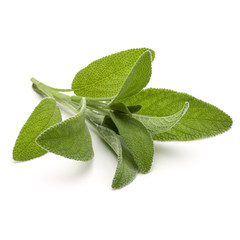 Sage herb leaves  bouquet isolated on white background cutout.