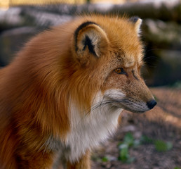 The fluffy Fox 