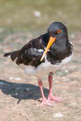 American Oystercatcher (Braunmantel-Austernfischer, Haematopus palliatus)