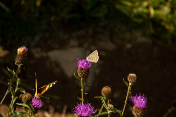 Common Blue butterfly on thistle flower