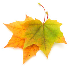 colorful autumn maple leaf isolated on white background
