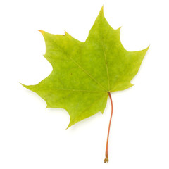 colorful autumn maple leaf isolated on white