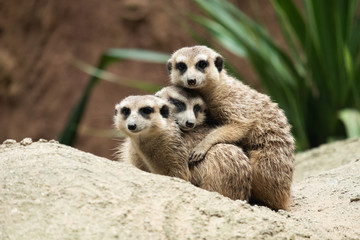 Meerkat's behavior