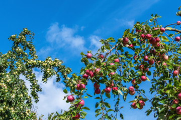  Apple trees with blue sky and clouds