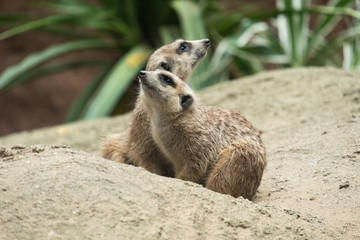 Fototapeta premium Meerkat's behavior