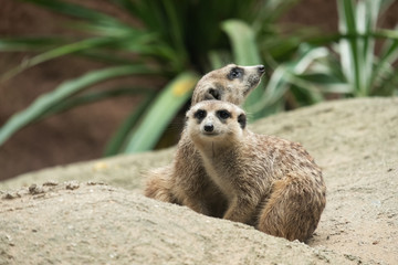 Meerkat's behavior