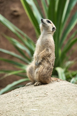 Meerkat's behavior