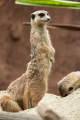Fototapeta premium Meerkat's behavior