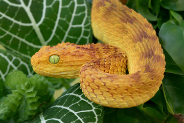 Venomous Female Variable Bush Viper (Atheris squamigera) - Orange