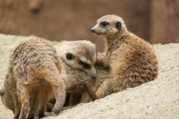 Meerkat's behavior