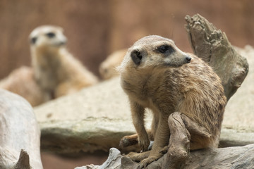 Meerkat's behavior