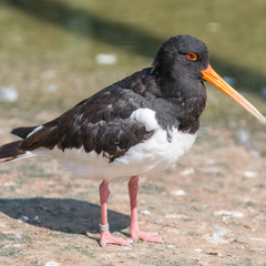 American Oystercatcher (Braunmantel-Austernfischer, Haematopus palliatus)